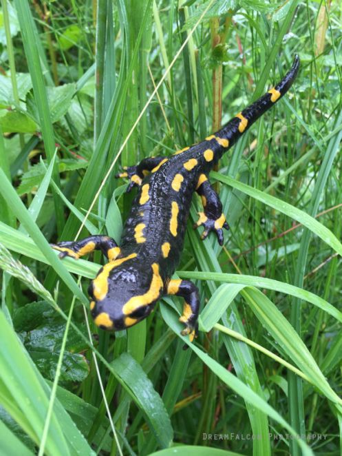 201506-salamander2